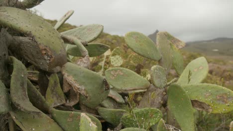 Prickly-pear-cactus-plant-growing-in-the-mountains-in-dry-Tenerife-countryside-in-spring,-Canary-Islands,-Spain