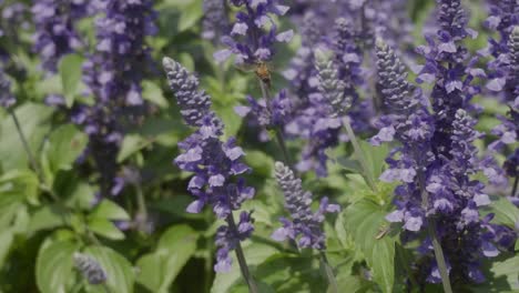 a honey bee flying from flower to flower sucking nectar from a purple blue salvia on a hot breezy summers day