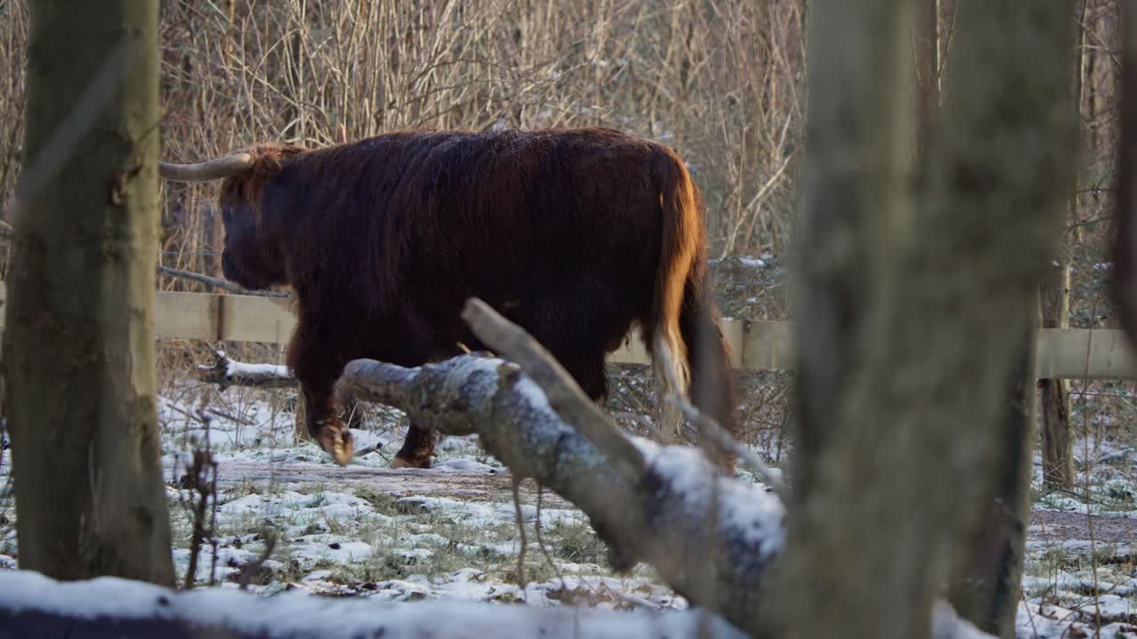 Mucca delle Highlands pelosa che cammina in un recinto in un bosco invernale innevato.