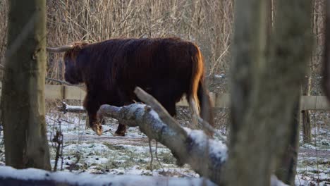 Vaca-Peluda-De-Las-Tierras-Altas-Caminando-En-Un-Corral-Cercado-En-Un-Bosque-Nevado-De-Invierno