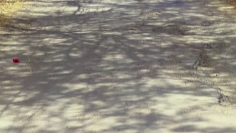 road-covered-with-lush-green-tree-at-day-from-flat-angle