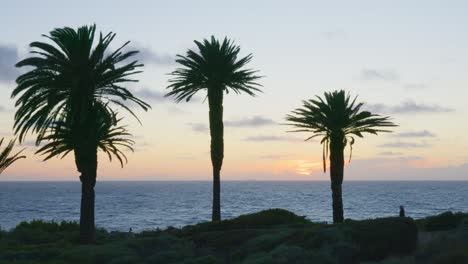 sunset through large palm trees with sun rays shining down on ocean with silouette of hikers walking on trail in foreground