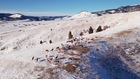 Toma-Panorámica-De-Derecha-A-Izquierda-De-Una-Manada-De-Alces-En-La-Ladera-De-Una-Montaña-Nevada