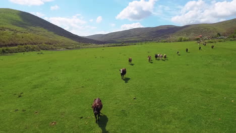 aerial view of cows herding and running on green field