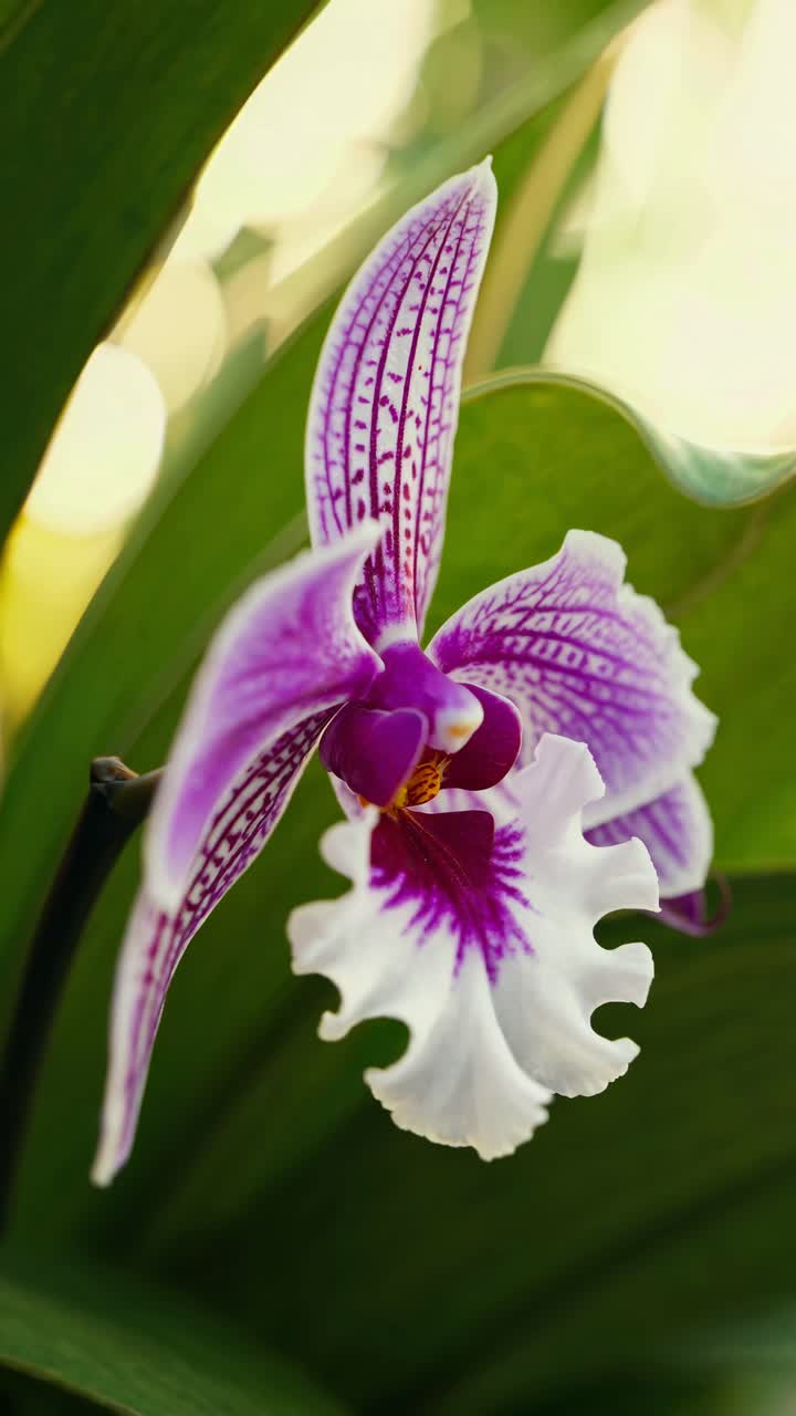 Close-up video angle of a vibrant purple and white orchid against lush green leaves