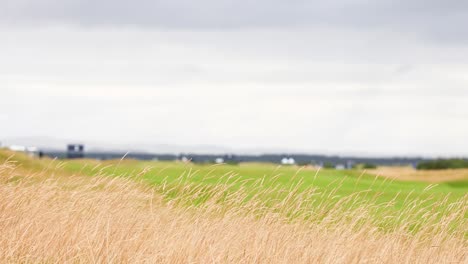 grass swaying in the wind at st andrews