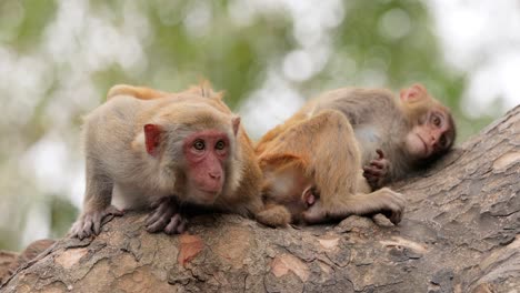 los macacos constituyen un género (macaca) de monos gregarios. los macacos se encuentran en una variedad de hábitats en todo el continente asiático y son altamente adaptables.