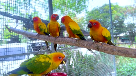 colorful parrots perched together in a natural setting