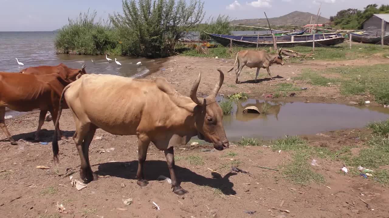 vacas caminando cerca de un lago
