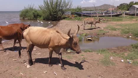 Vacas-Caminando-Cerca-De-Un-Lago