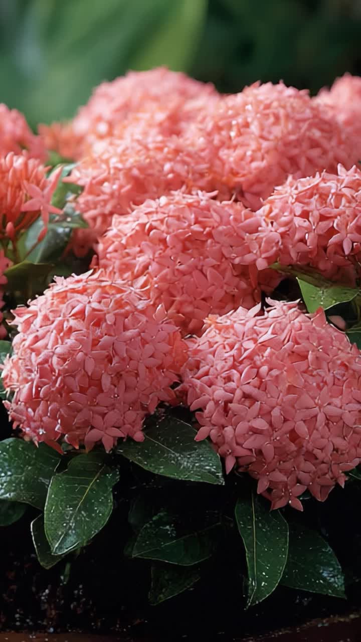 A Vibrant Display of Pink Flower Clusters Surrounded by Lush Greenery, Capturing Nature's Beauty in Full Bloom with Dew on Petals in a Serene Setting