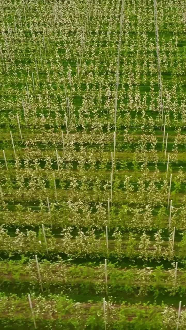 Clean apple rows in tight columns with visible trellis structure in flowering season, vertical aerial backdrop