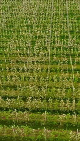 clean apple rows in tight columns with visible trellis structure in flowering season, vertical aerial backdrop