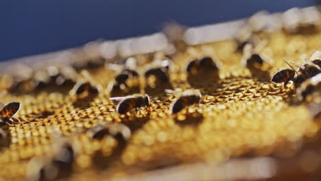 macro shot of bees working on honeycomb