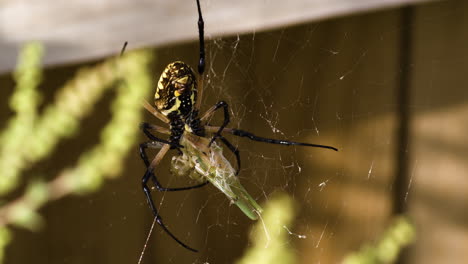 una araña de jardín amarilla agarrando firmemente a su presa - de cerca