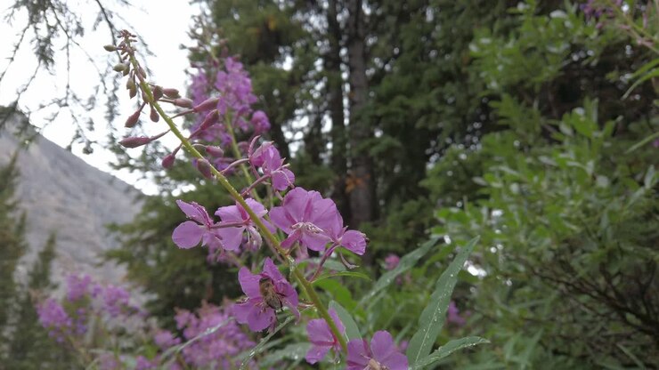 Ape su un fiore rosa di Epilobio dopo la pioggia nella foresta con rack focus che circonda le Montagne Rocciose Kananaskis Alberta Canada