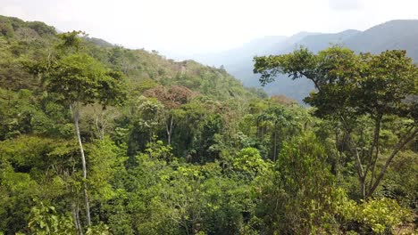 coffee plantation in the bolivian mountain jungle