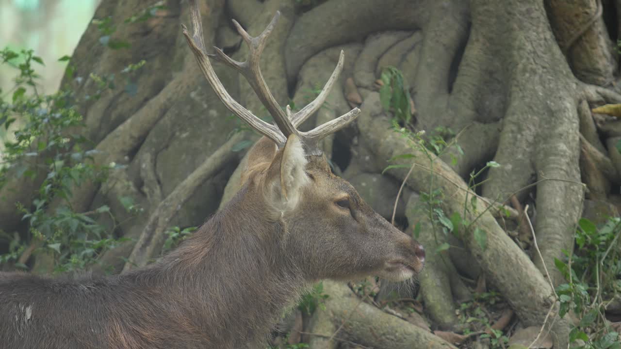 Il cervo Sambar nello zoo.