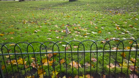 toma en ángulo alto de una ardilla gris saltando sobre una valla negra y huyendo al parque durante el día