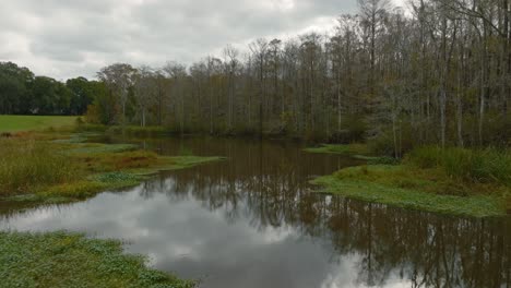 pond marsh with woods in background