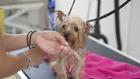 dog groomer brushing leashed yorkshire terrier in a