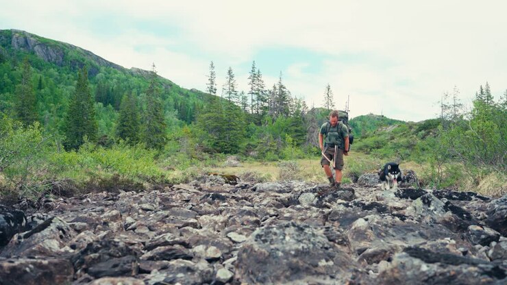 A Man and His Dog are Walking Across the Craggy Terrain Between iMefjelsvatnet and Gurben in Indre Fosen, Trøndelag, Norway - Static Shot