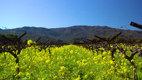 Yellow-mustard-flowers-middle-of-a-vineyard-surrounded-buy-mountains