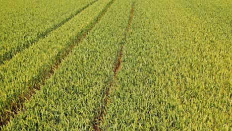 close-up view of beautiful farming field. flight over the young plants growing on the rural agronomy background. camera moves up to left.
