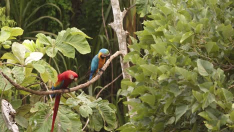 scarlet and blue-yellow macaws perched together in a tree in the peruvian amazon rainforest with the blue and gold jumping down