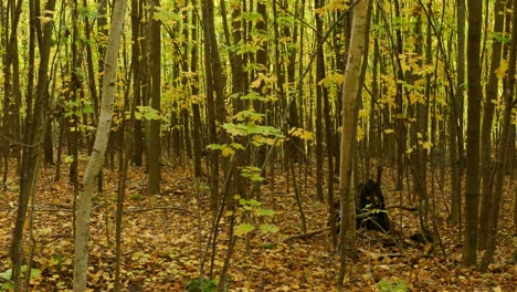 panning shot of an autumn, dry, isolated forest on dull weather