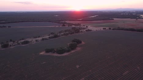 Fliegen-Zum-Sonnenuntergang-Luftaufnahme-Des-Lila-Lavendelfeldes-In-Brihuega,-Guadalajara,-Spanien