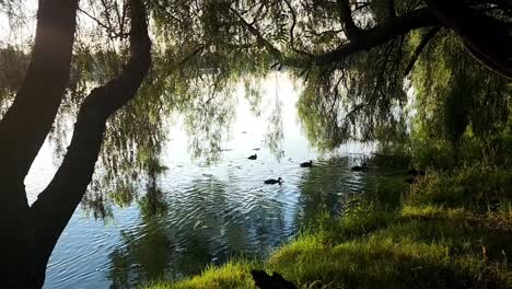 Vogelschwarm,-Der-Im-Unterholz-Schutz-Sucht