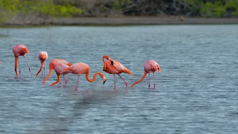 vista de telefoto de flamencos caminando por aguas salobres alimentándose de pequeños camarones en las llanuras de barro