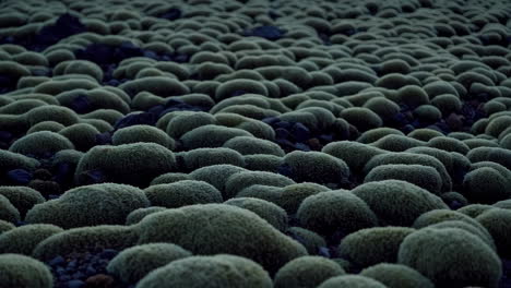 field of green moss-like organic formations