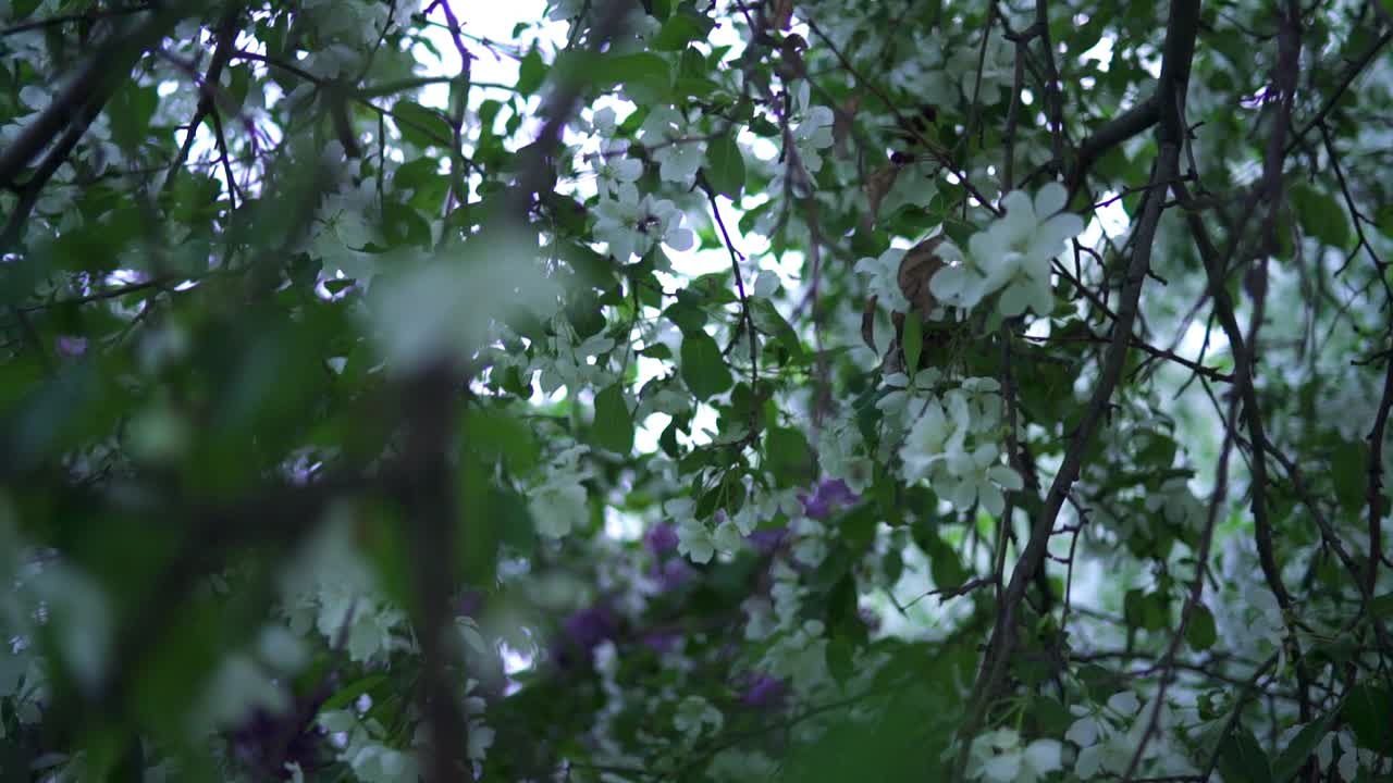 꽃이 피는 나무 가지