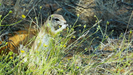 Slow-motion-shot-of-African-Ground-squirrel-standing-on-hind-legs-feeding-on-grass-seeds-and-flowers