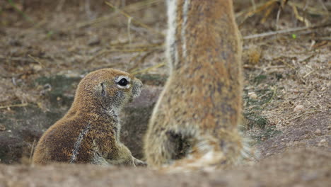 les écureuils terrestres africains attentifs sur leurs habitats à la réserve de gibier du kalahari central au botswana