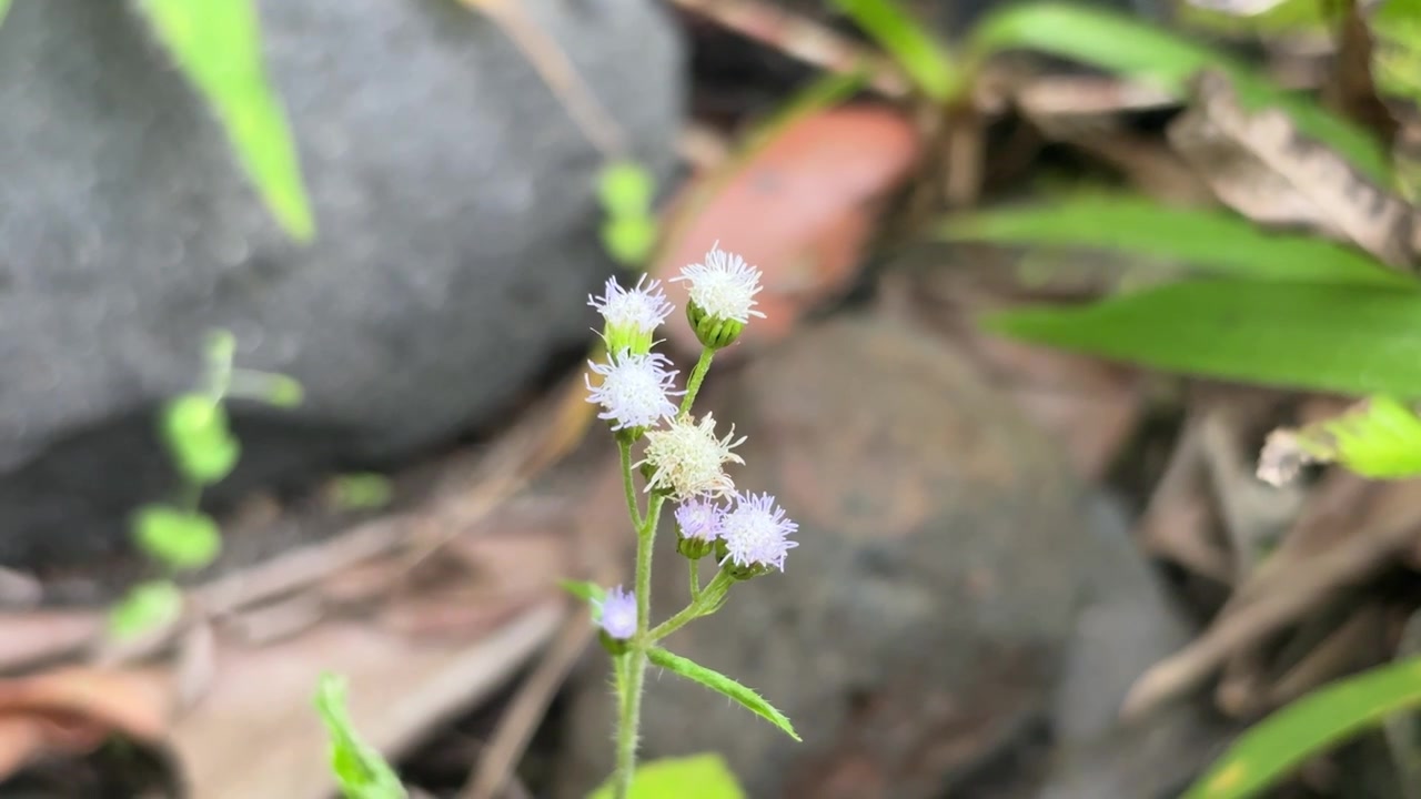 Close-up Bunga Liar Putih Kecil di Alam