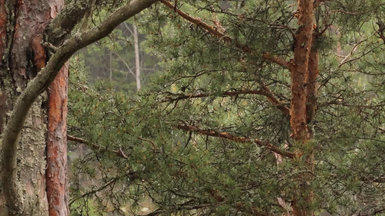 sobre el bosque lluvioso. las gotas de lluvia caen contra el fondo de un bosque de pinos.