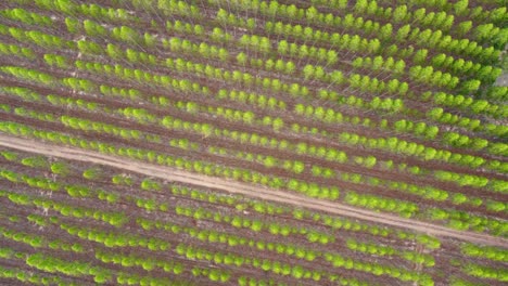 Eucalyptus-plantation-scenery-outdoors-in-top-view