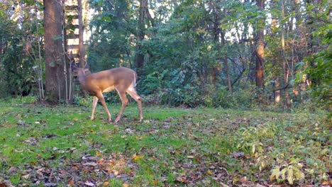 Junger-Weißwedelhirsch,-Der-Im-Frühherbst-Im-Zentrum-Von-Illinois-Langsam-über-Eine-Lichtung-Im-Wald-Unter-Einem-Hirschstand-Geht