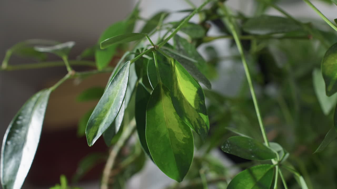 Close up view of vibrant green plant leaves with variegated patterns growing indoors against softly blurred background under warm natural light highlighting delicate textures with subtle reflections