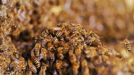 view of bees working in hive