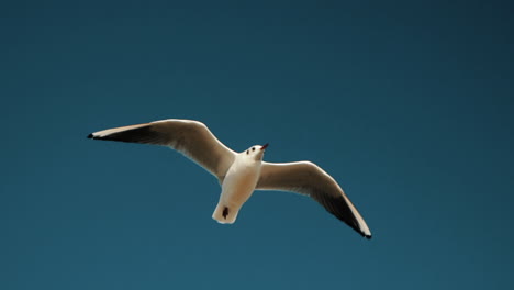 close up view of seagull is flying in blue sky, slow motion footage