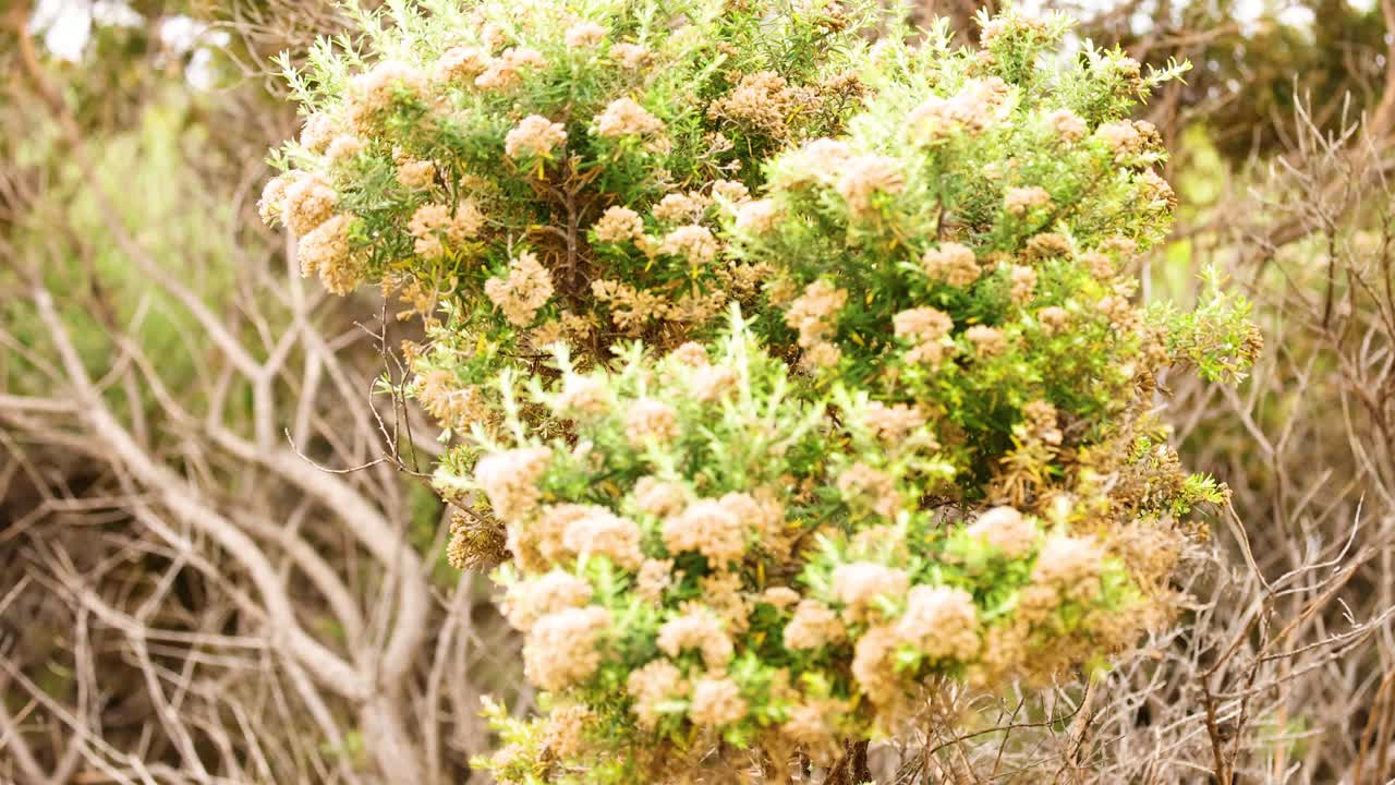 Ericameria laricifolia sways gently in the coastal breeze, captured in natural light at Port Campbell, Australia