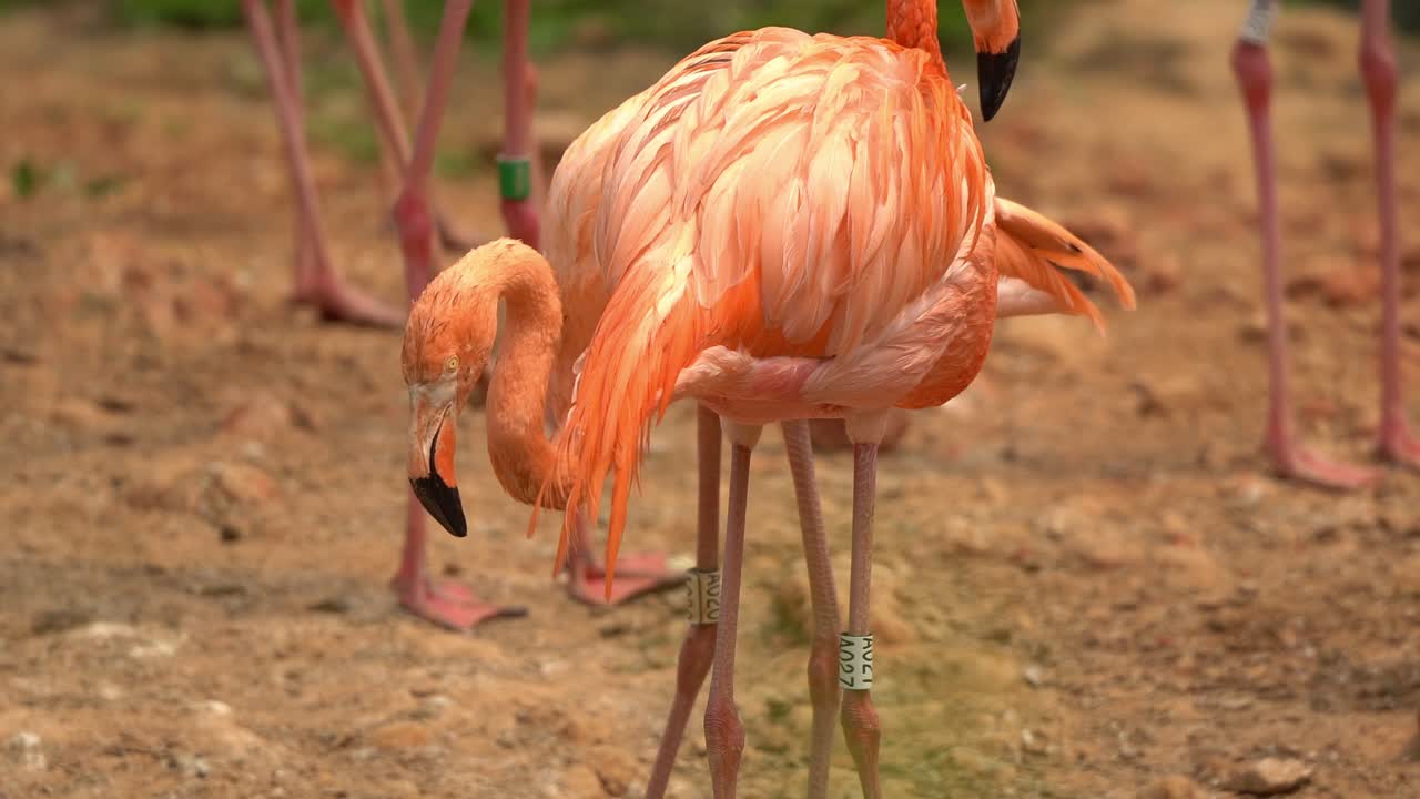 A Group of Flamingos at a zoo
