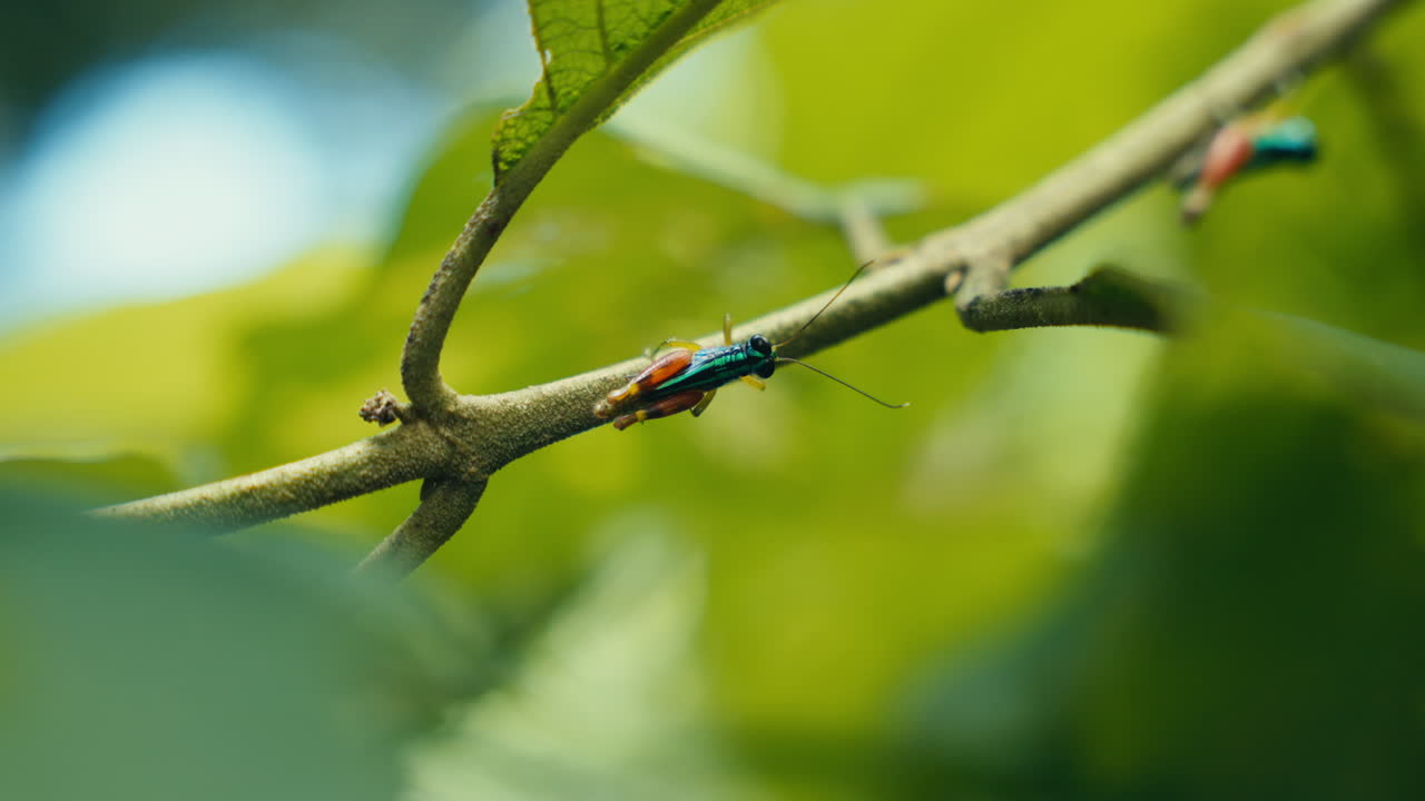 Close-up of an Insect on a Branch