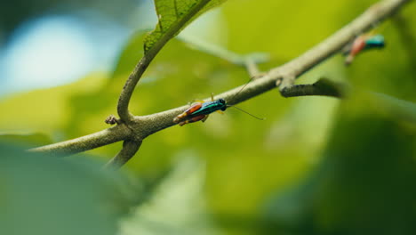 close-up of an insect on a branch