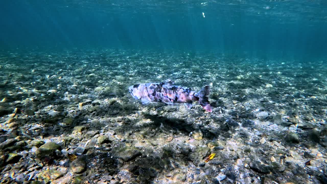 Imagens cativantes em close-up de uma Truta Biwa enfraquecida após a desova, filmadas perto do Lago Biwa, Japão.