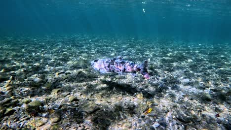 Captivating-close-up-footage-of-weakened-Biwa-Trout-after-spawning-filmed-near-Lake-Biwa,-Japan